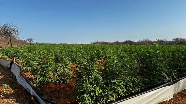 Segundo laboratório de produção intensiva de maconha na região de Irecê, Bahia.