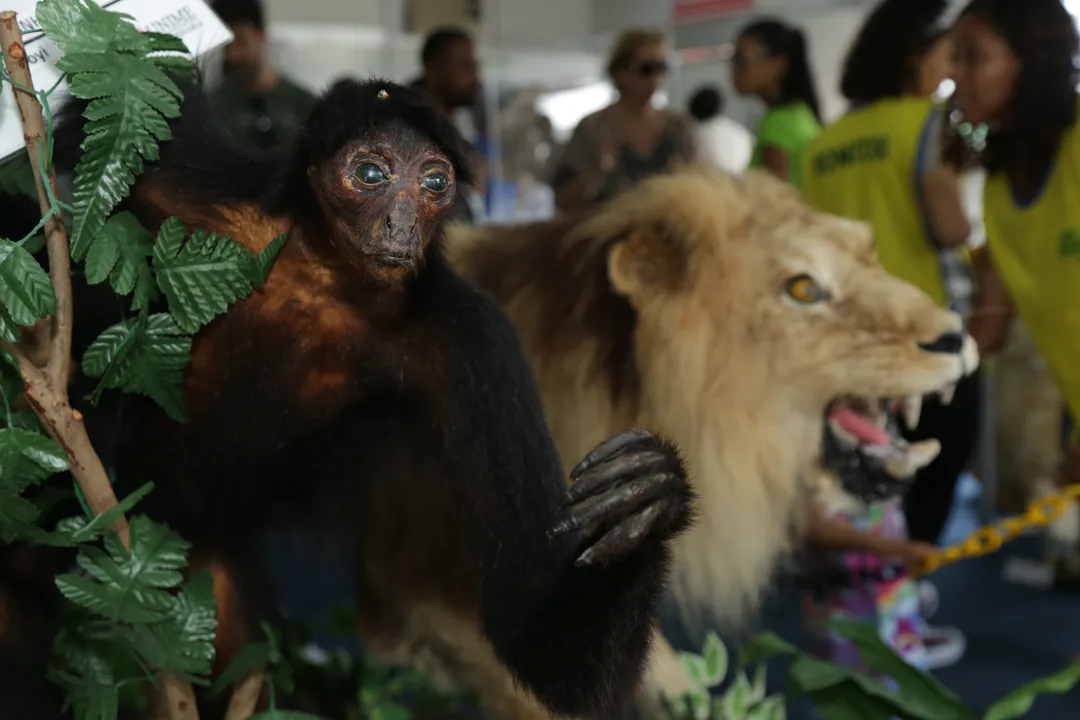 Serão mais de 30 espécies taxidermizadas estarão na feira