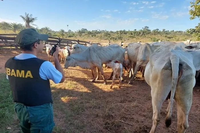 Imagem ilustrativa da imagem Operação mira esquema de criação ilegal de gado em terra indígena