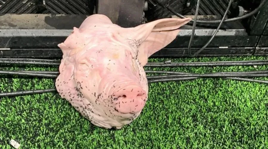 Cabeça de porco arremessada por torcedor do Corinthians no campo da Neo Química Arena