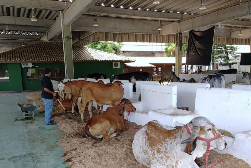 Alimentação equilibrada, hidratação e passeios: Veja cuidados dos animais antes das competições