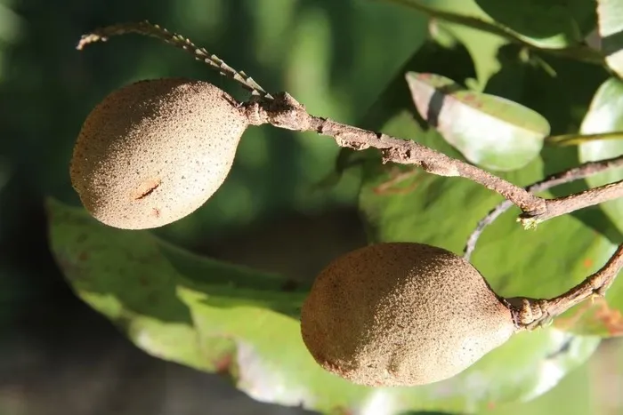 Fruto possui efeitos estimulantes no organismo