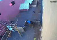 Menino que matou animais vivia com avó e não tinha histórico de violência