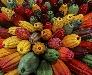 Cacau de olho na Fenagro, em busca de um tempo novo