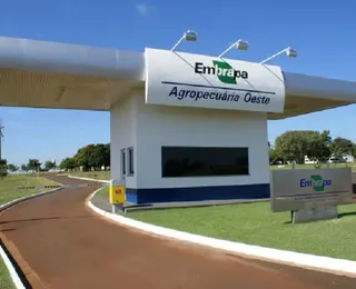 Embrapa publica edital com 1.027 vagas e salário de até R$ 12,8 mil