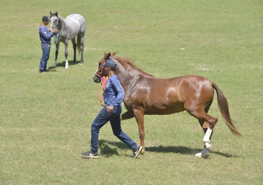 Leilão de Cavalo da raça Manga Larga Machador