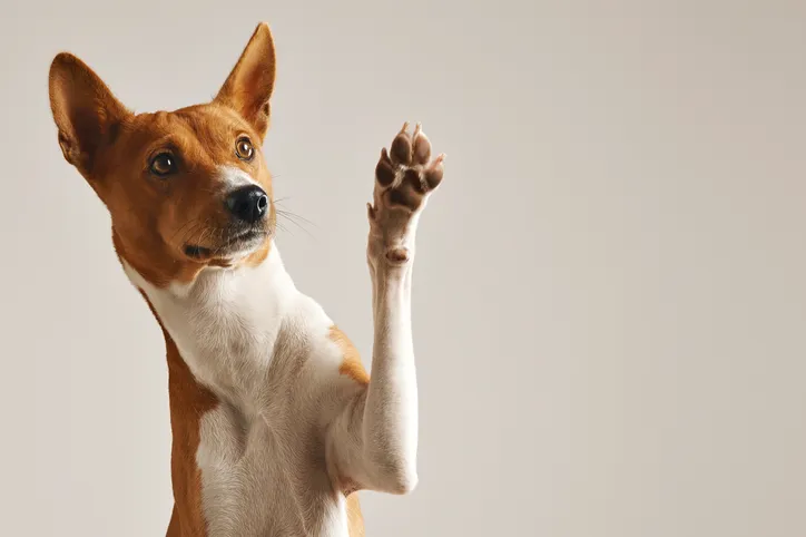 Imagem ilustrativa da imagem Nova lei que proíbe testes em animais livra bichos do sofrimento