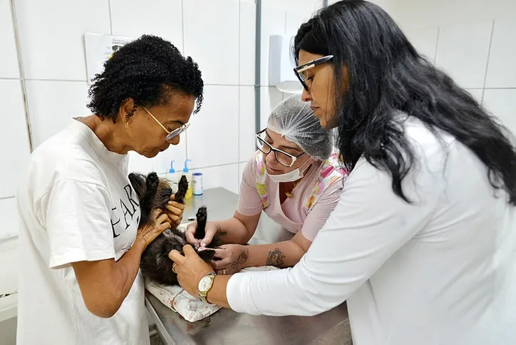 A cadelinha Maila fez mastectomia há 4 anos e  é acompanhada pela equipe do hospital veterinário da Ufba