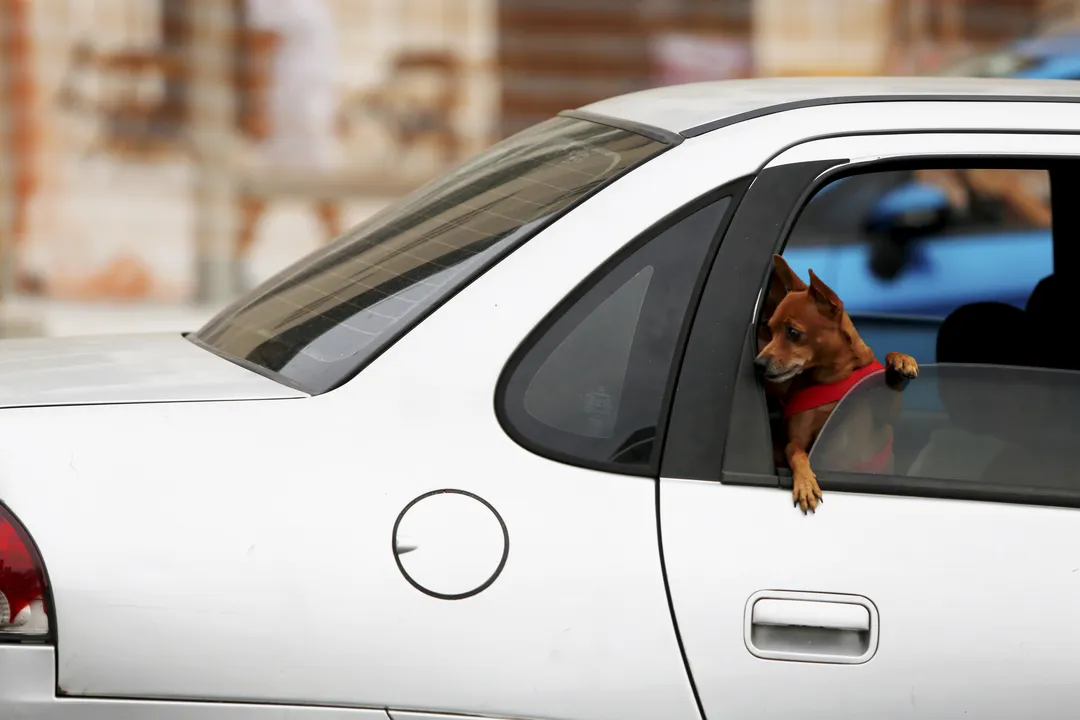 Temperaturas elevadas dentro do carro podem causar hipertermia nos animais