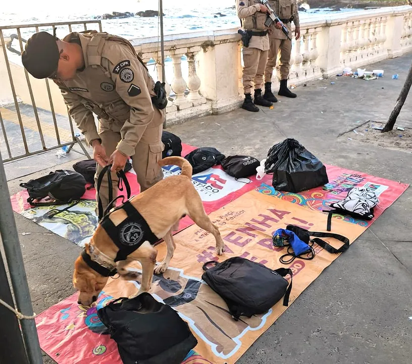 Desde que o carnaval começou, os cães da PM já encontraram maconha, ecstasy, haxixe, crack