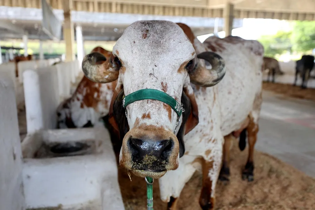 Imagem ilustrativa da imagem Campanha de atualização de rebanho bovino encerra com 79,2% da exploração regularizada
na Bahia