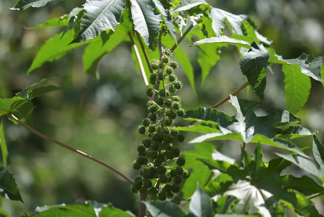 Imagem ilustrativa da imagem Com alta de 9,5% de área cultivada, Bahia consolida liderança na produção de mamona