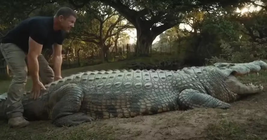 Imagem ilustrativa da imagem Com passado obscuro, crocodilo completa 124 anos com 10 mil filhotes