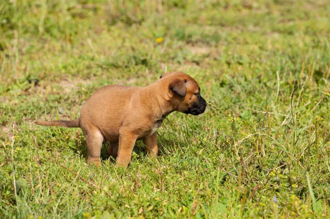 Cachorro fazendo cocô (ilustração)