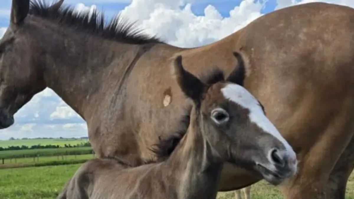 Animal, de nome "Cigana" conseguiu quebrar regra