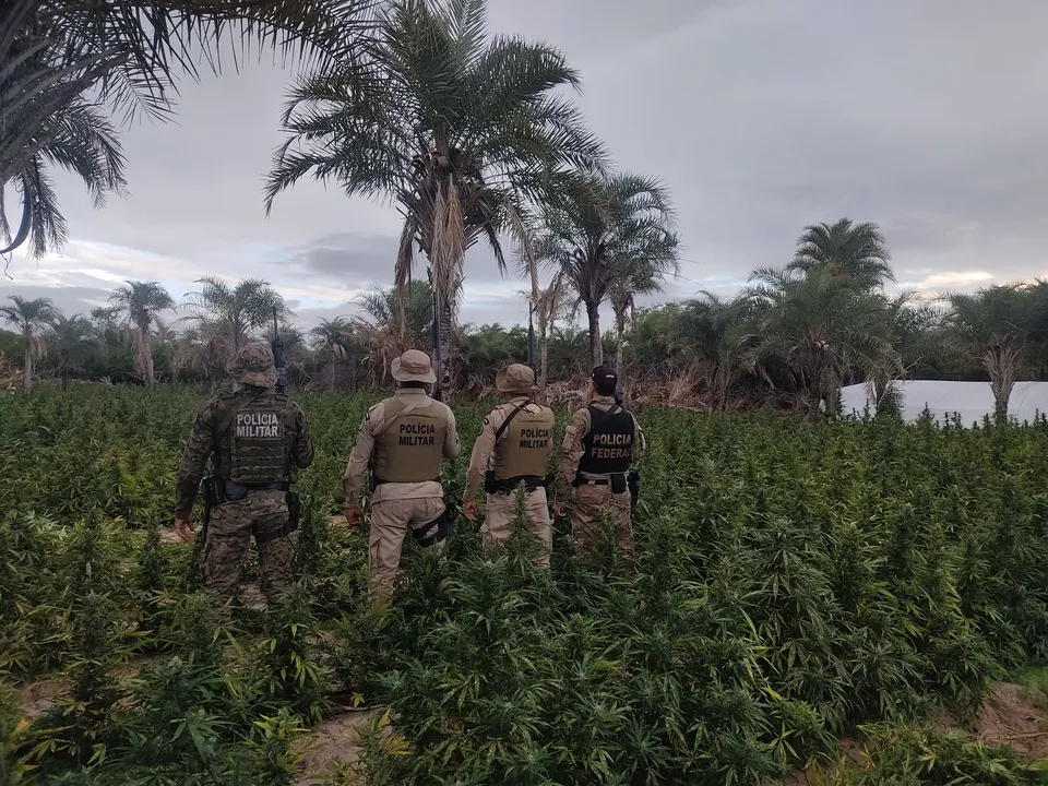 Polícia Federal monitora o ciclo de cultivo da maconha e realiza operações de erradicação