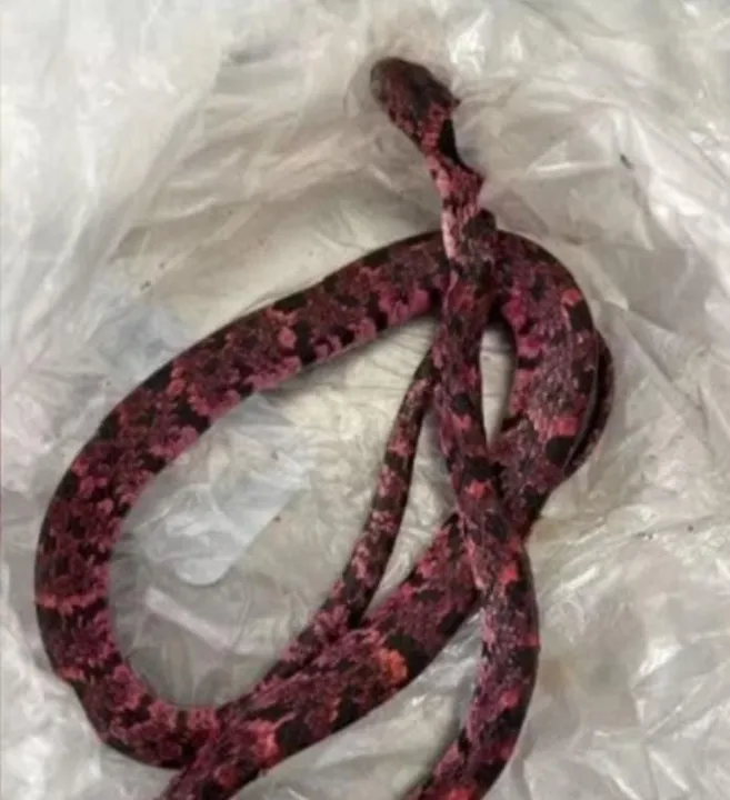 Serpente engolida por um homem no Ceará