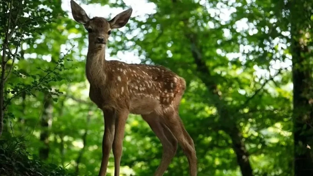 ‘Bambi: Uma Aventura na Floresta’ é gravado com animais reais