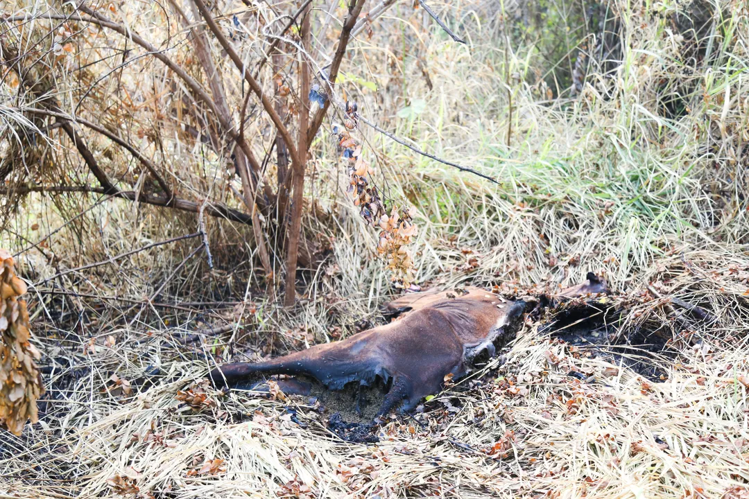 Morena (égua) morreu com sintomas da doença, possivelmente após ser mordida por morcego transmissor