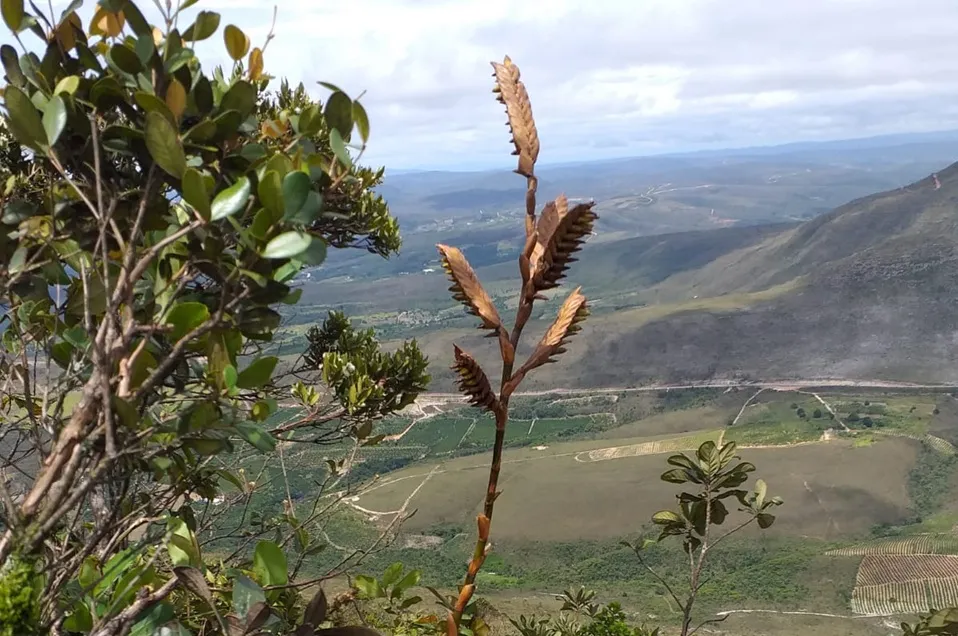 A bromélia é encontrada em uma área muito pequena (menos de 4 km²) e sofre com ameaças constantes como incêndios