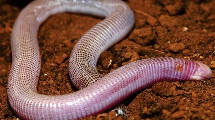 A espécie de cobra-de-duas-cabeças cedida é um réptil que se assemelha a uma “minhoca gigante”