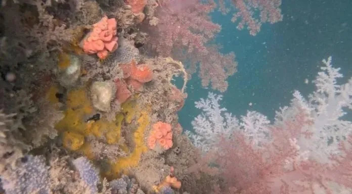 Chromonephthea braziliensis é um coral invasor que ameaça a biodiversidade da BTS