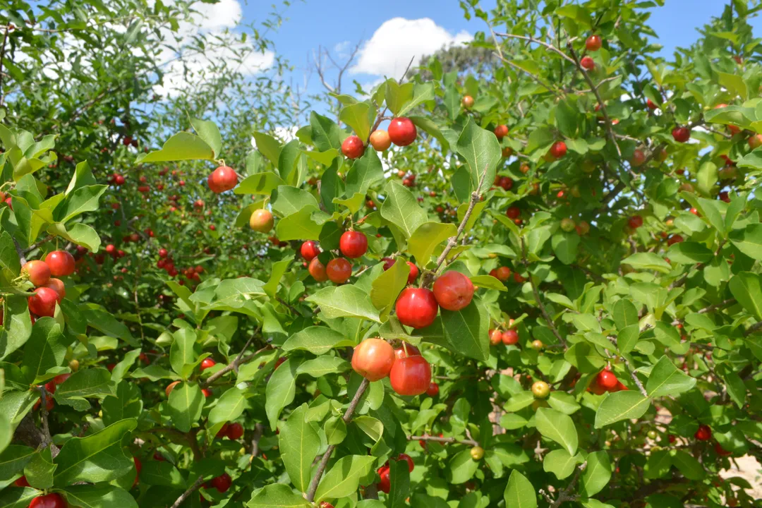 Acerola