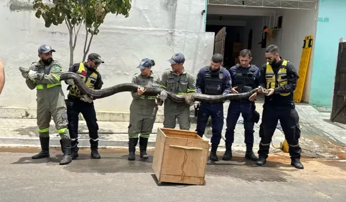 Imagem ilustrativa da imagem Sucuri de quase 5 metros de comprimento é capturada na Bahia