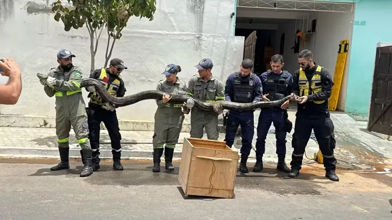 Resgate do animal foi feito pelo grupo de bombeiros voluntários que atua na cidade