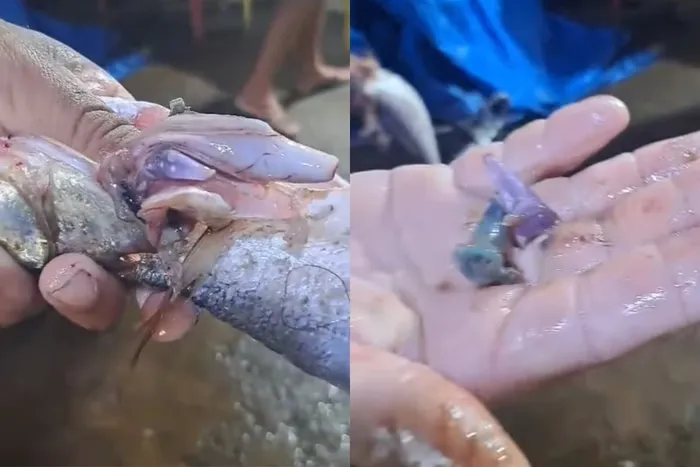 Imagem ilustrativa da imagem VÍDEO: Peixe pescado surpreende com pinos de cocaína nas entranhas