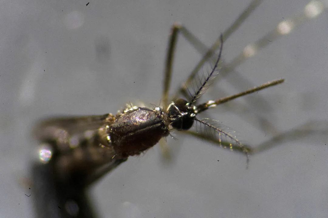 mosquito Aedes aegypti