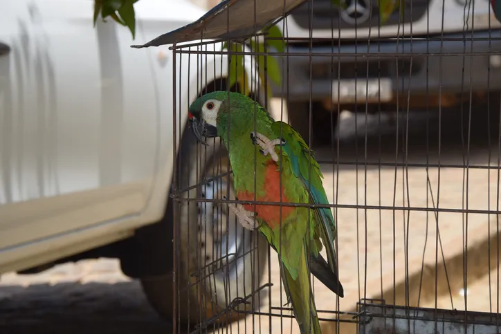 Imagem ilustrativa da imagem Katia Balbino protege as aves silvestres