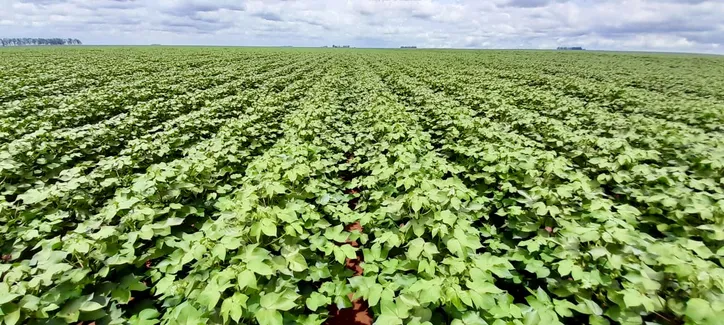 Na foto,  lavouras de algodão no Oeste da Bahia. Encaminhadas pelo ascom Associação Baiana dos Produtores de Algodão (Abapa)
Foto Divulgação