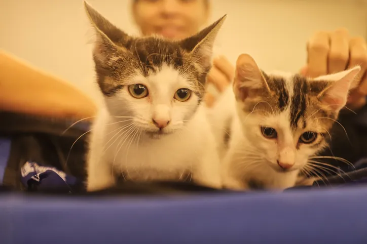 Animais domésticos acolhidos em abrigos poderão ter o registro que servirá no combate ao abandono