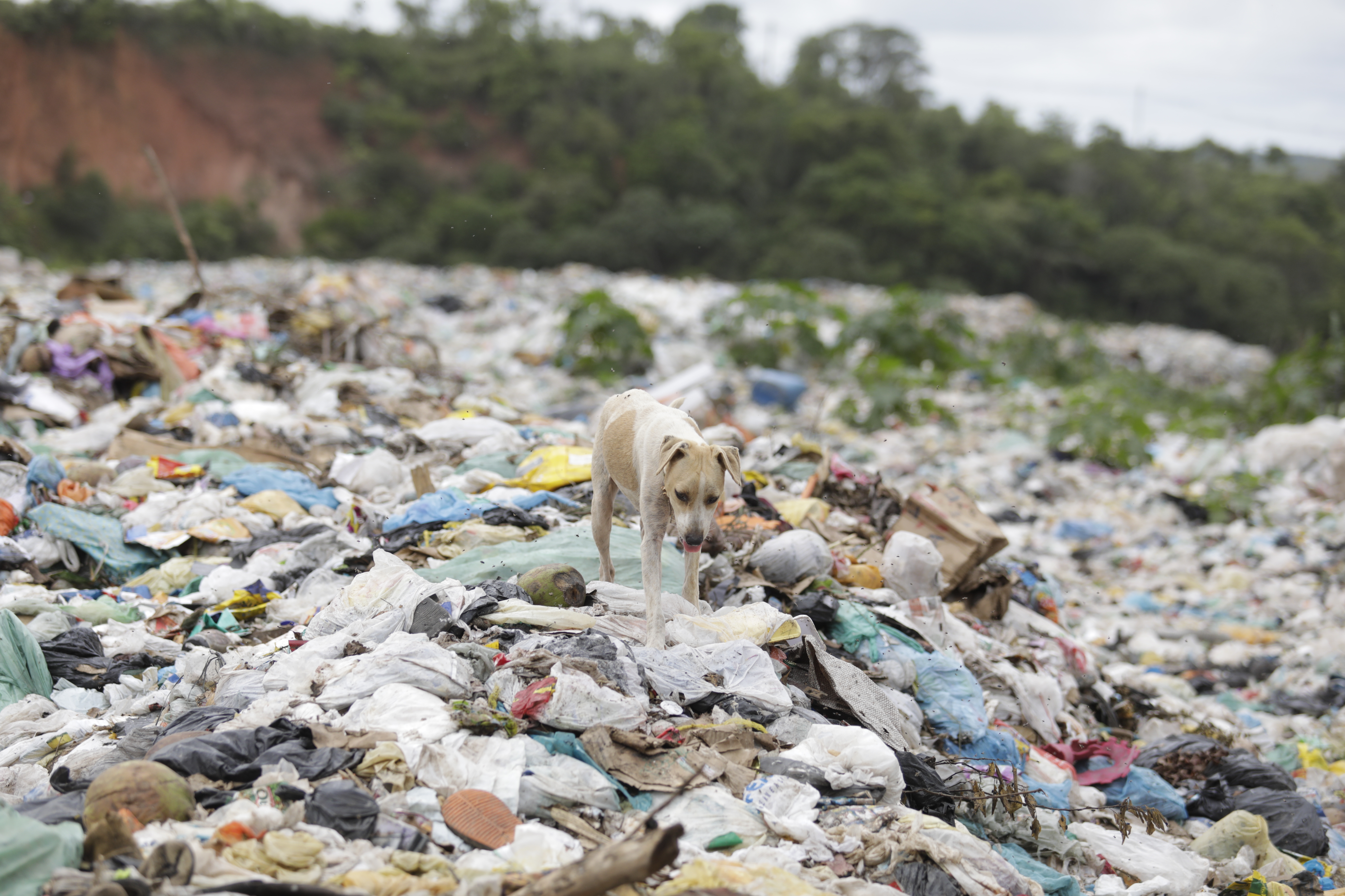 Homem toma decisão após jogar HD com R$ 1,1 bilhão no lixo