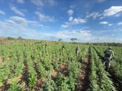 Polícia Militar destrói plantação de maconha