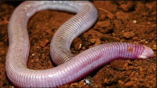 Nova espécie de "cobra-de-duas-cabeças" é descoberta da Bahia