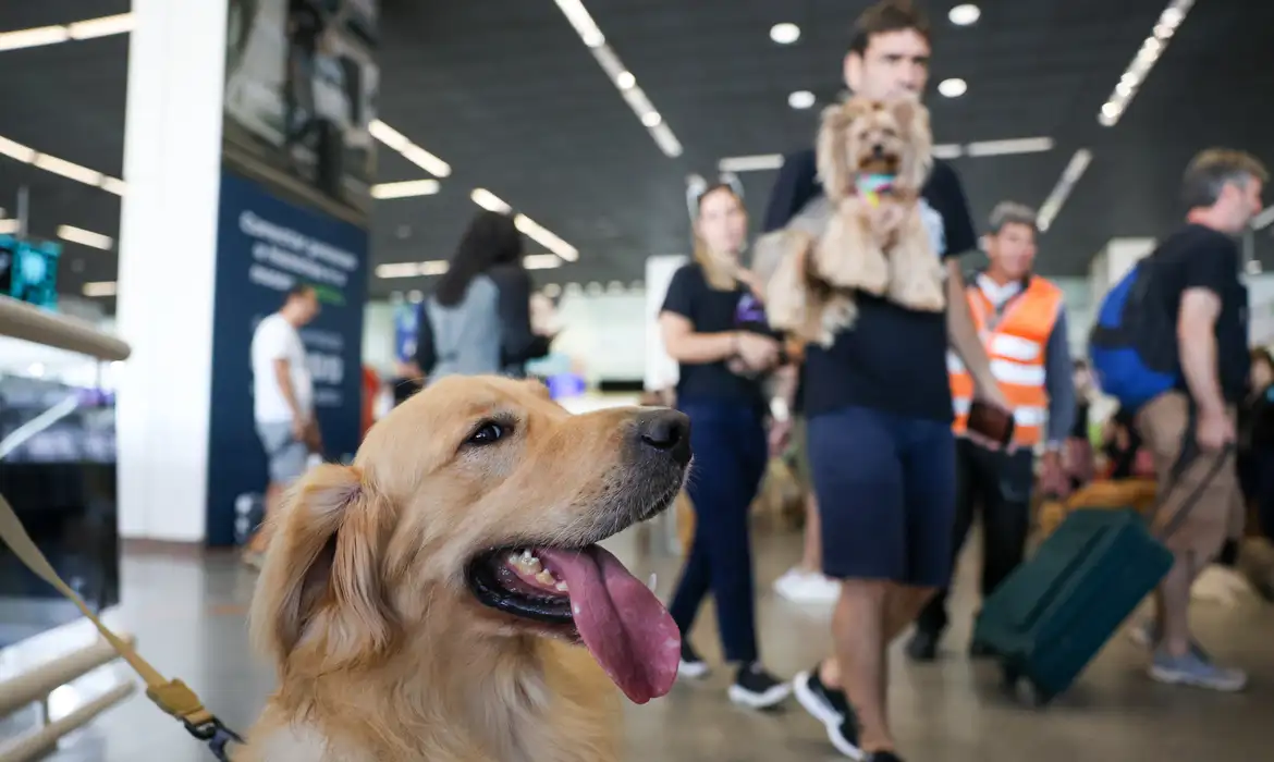 Imagem ilustrativa da imagem Companhias aéreas podem negar embarque de animais de suporte emocional