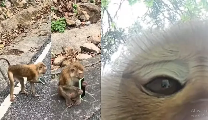 Macaco rouba turista e tira selfies