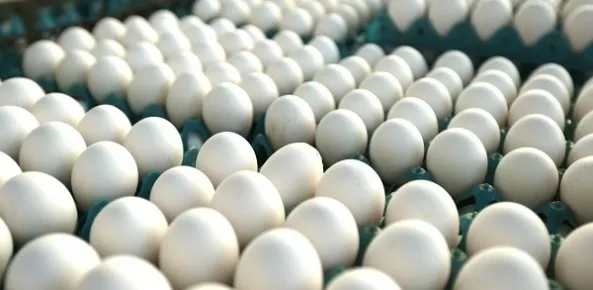 os ovos haviam sido distribuídos para incubatórios tanto no próprio estado gaúcho quanto em unidades no Paraná e em Minas Gerais