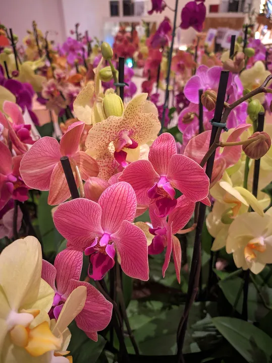 Feira de Orquídeas
