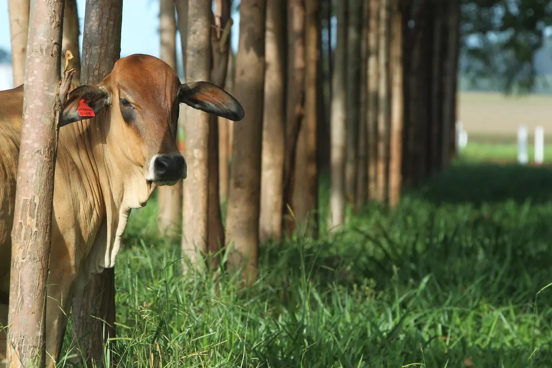 Integração Lavoura-Pecuária-Floresta (ILPF) é aliada para conciliar produtividade e preservação