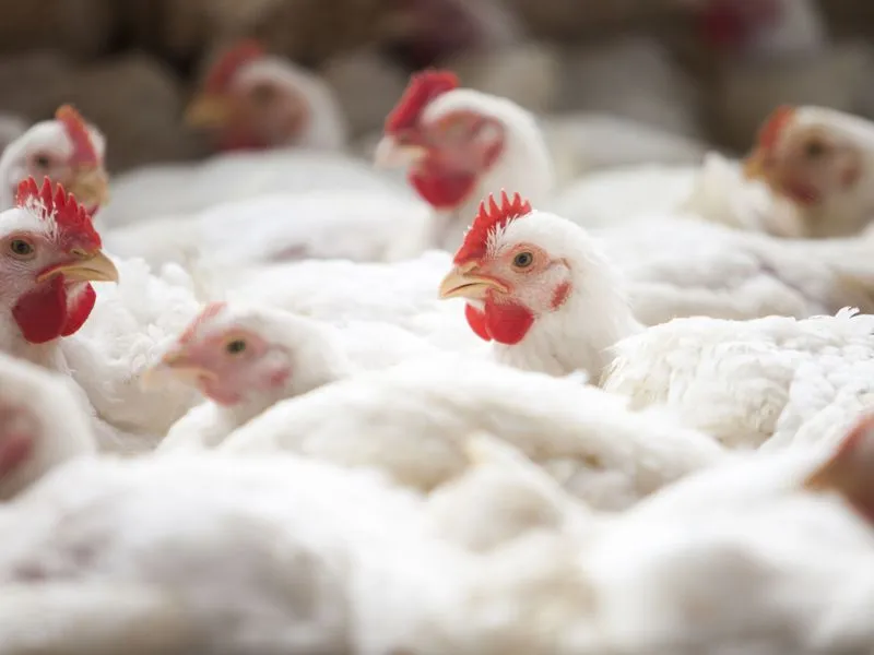 O vírus da influenza aviária, identificado como H5N1 chegou no Brasil em 2023
