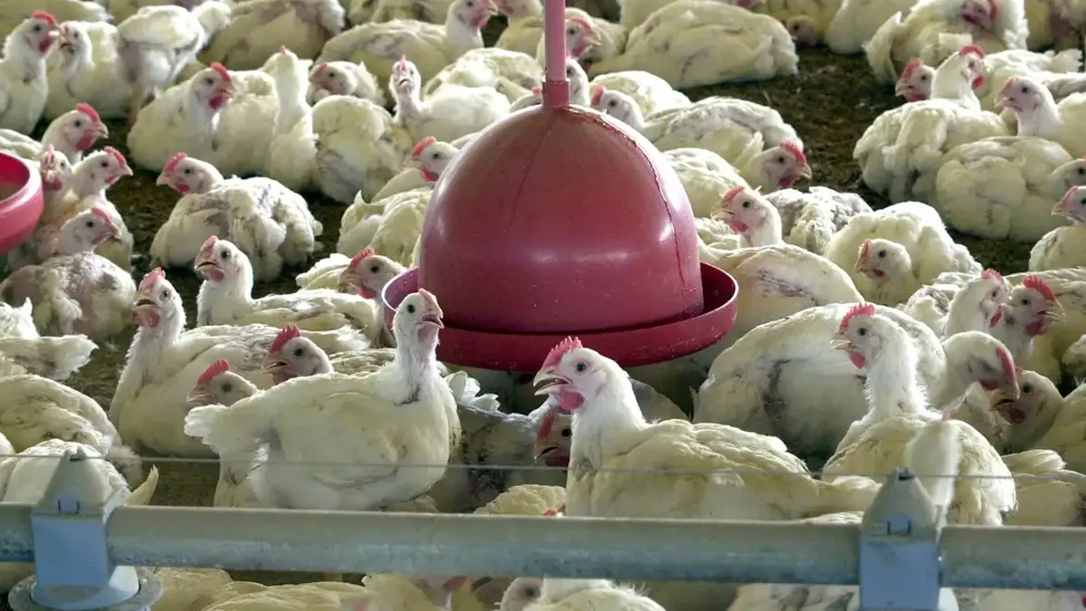 Gripe aviária provoca mudança no valor da carne de frango