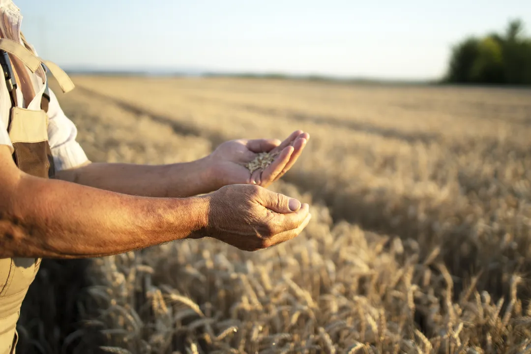 Imagem ilustrativa da imagem Motivos para o agro brasileiro vender muito mais para o mundo