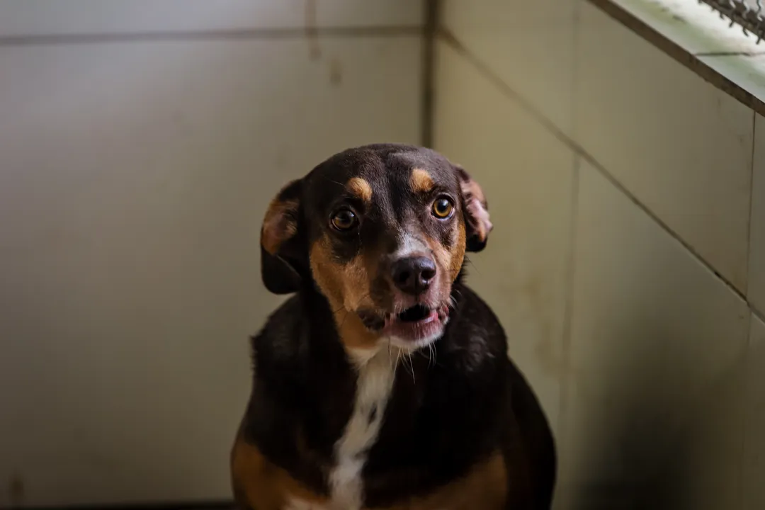 Cachorro do Abrigo Marina Adota