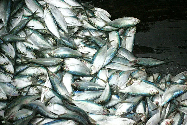 Peixes serão utilizados para ceia da Semana Santa
