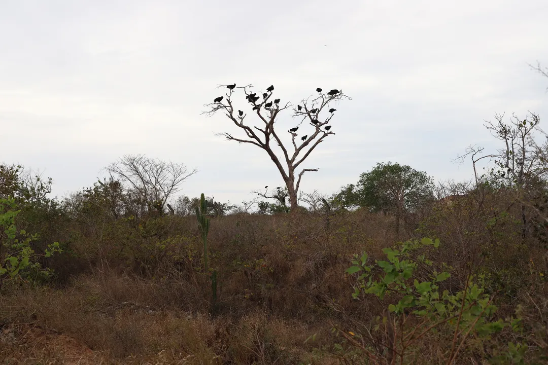Povoado da Dona Maria, em Olindina: a seca verde