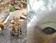 Essas são as 5 raças de pets mais carinhosas que você pode ter