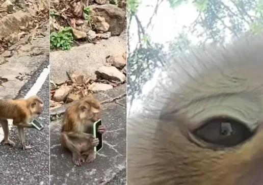 Macaco rouba turista e tira selfies